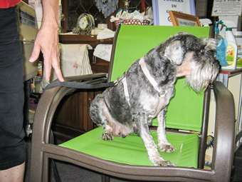 rescue california miniature schnauzers schnauzer dog