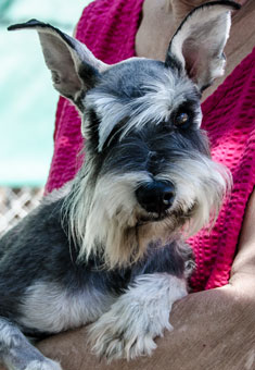 Photo of Rescue Dog Bonnie