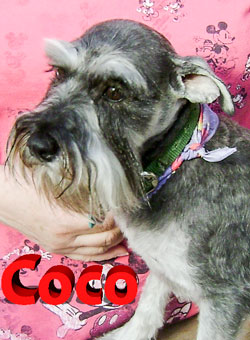 Photo of Rescue Dog Coco