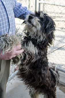 Photo of Rescue Dog Dakota