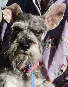 Photo of Rescue Dog Dior