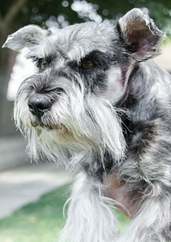 Photo of Rescue Dog Ivan