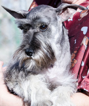 Photo of Rescue Dog Leonard