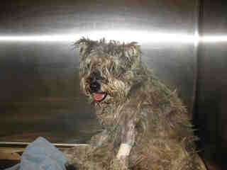 Photo of Rescue Schnauzer Maggie in Shelter
