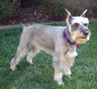 Photo of Rescue Schanuzer Maggie in new home