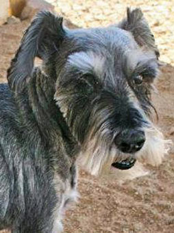 Photo of Rescue Dog Muffy