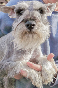 Photo of rescue dog Murphy