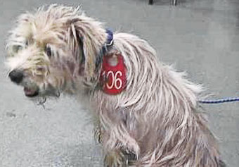 Photo of Rescue Dog Nellie