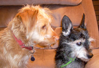 Photo of Rescue Dog Rerun with friend, Tessa