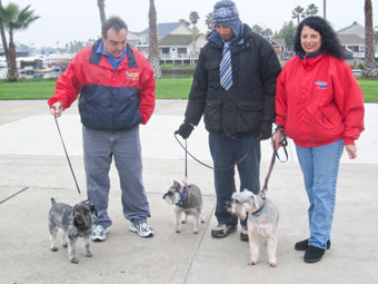 Photo of Rescue Schnauzer Rex and adopters