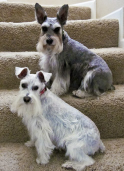 Photo of Rescue Dogs Riley and Peaches