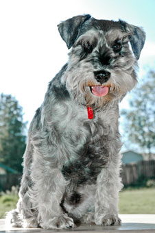 Photo of Rescue Dog Rizzo