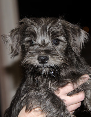 Photo of Rescue Schnauzer Puppy Artemis