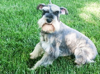 Photo of Rescue Schnauzers Baron and Bailey