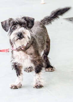 schnauzer barry rescue mix weighs lbs rescued active happy very he year old