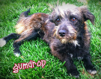 Photo of Rescue Puppy Gumdrop