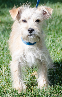 Photo of Rescue Terrier Mix Jesse