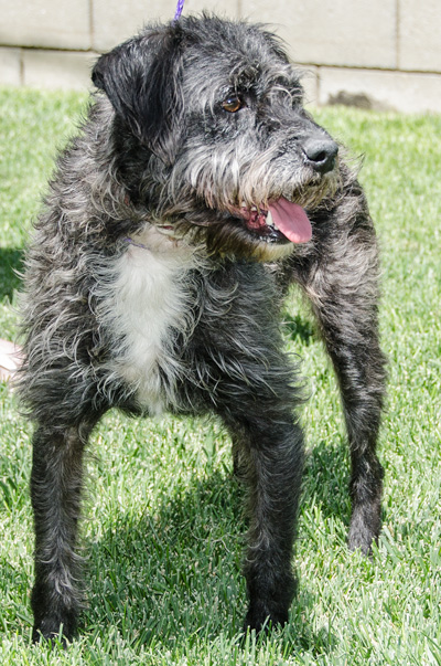 Photo of Rescue Terrier Octavia