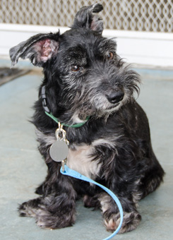 Photo of Rescue Terrier Orson