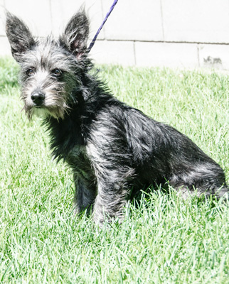 Photo of Rescue Terrier Ozzie