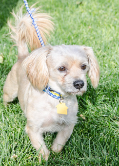 Photo of Rescue Terrier Mix Ricky