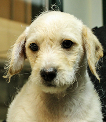 Photo of Rescue Schnauzer Mix Puppy Rin