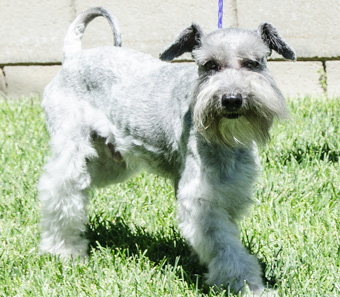 Photo of Rescue Schnoodle Sanford