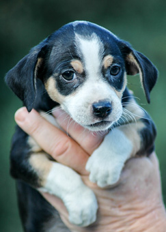 Photo of Rescue Terrier Mix Puppy Aurora