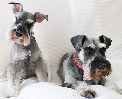 Photo of Rescue Schnauzers Brian and Flower
