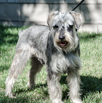 joey schnauzer schnauzers jose shelter probably northern came between california san he years