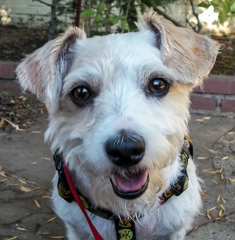 Photo of Rescue Jack Russell Mix Jonah