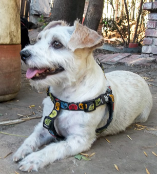 Photo of Rescue Jack Russell Mix Jonah