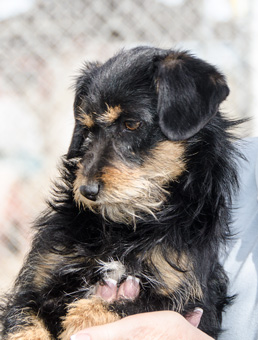 Photo of Rescue Terrier Puppy KimmiLu