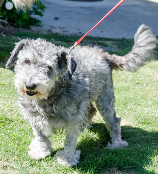 Photo of Rescue Schnoodle Nathan