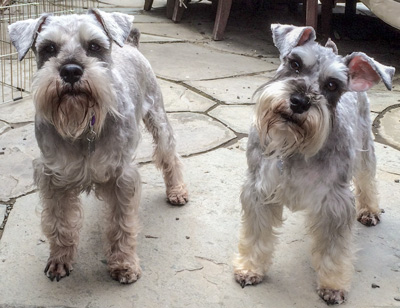 Photo of Rescue Schnauzers Nick and Nora