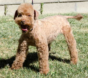 Photo of Rescue Poodle Coco