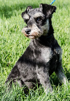 Photo of Rescue Schnauzer George