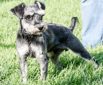 Photo of Rescue Schnauzer George