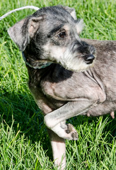 Photo of Rescue Schnauzer Judy