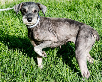 Photo of Rescue Schnauzer Judy