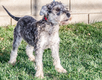 schnoodle with undocked tail