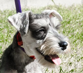 Photo of Rescue Schnauzer Ted