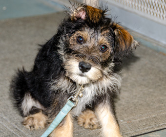 Photo of Rescue Schnauzer Puppy Mary