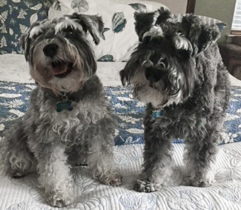 Photo of Rescue Miniature Schnauzers Ace and Coal
