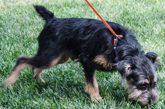 Photo of Rescue Dog Sidney