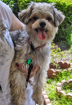 Photo of Rescue Dog Tango