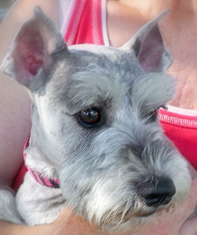 Photo of Rescue Dog Tasha