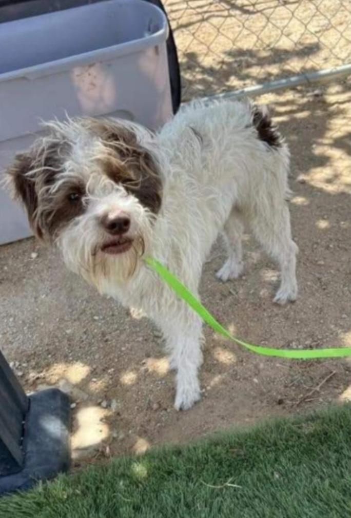 Photo of Rescue Schnoodle Mix Benji