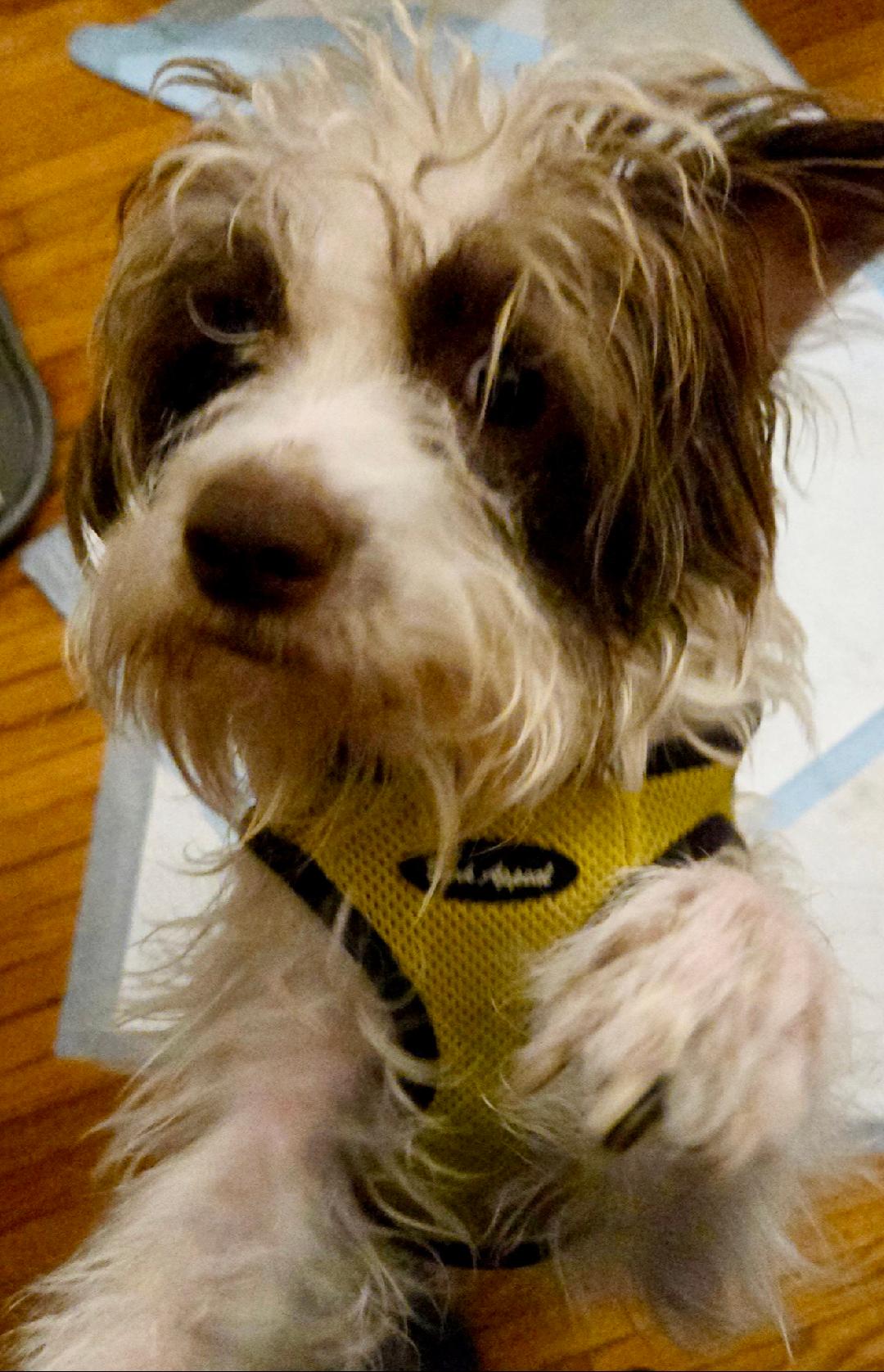 Photo of Rescue Schnoodle Mix Benji