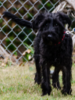 Photo of Rescue Miniature Schnauzer Puppy Charlotte